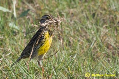 Nesting Materials for Birds Image